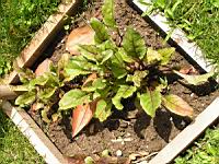Betterave, Beta vulgaris L. var. rubra (3) (Photo F. Mrugala)